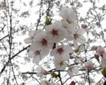 ３月３０日の桜