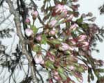 ４月４日の桜