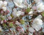 ４月６日の桜