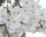 ４月７日の桜
