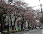 ４月４日の桜並木