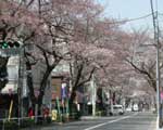 ４月５日の桜並木