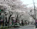 ４月７日の桜並木
