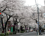 ３月３１日の桜並木