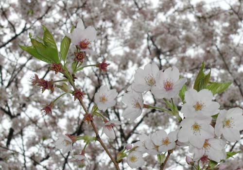 �S���Q���̍�